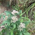 Pluchea camphorata Flower