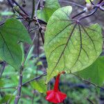 Piper borbonense Leaf