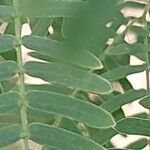 Senegalia senegal Лист