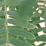 Acacia senegal Leaf