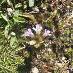 Euphrasia alpina花