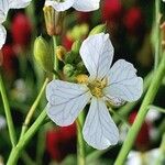 Raphanus raphanistrum Flower