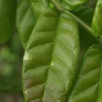 Combretum constrictum Leaf