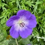 Geranium platypetalumFloare