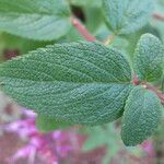 Syncolostemon latidens Hoja