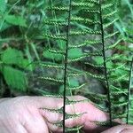 Asplenium platyneuron Fulla