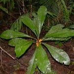 Clavija costaricana Leaf