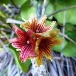 Acropogon paagoumenensis Flower