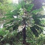 Monstera lechleriana Ліст