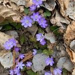 Anemone hepaticaFlower