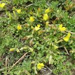 Ononis striata Habit