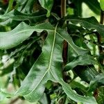 Stenocarpus sinuatus Levél