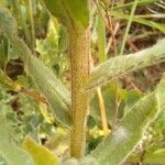 Nonea vesicaria Corteza