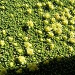 Azorella monantha Leaf