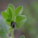 Vicia narbonensisFloare