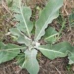 Verbascum pulverulentum Lehti