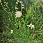 Chloracantha spinosa Flower