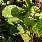 Rumex rugosus Feuille