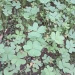 Oxalis pes-capraeLeaf