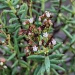 Crassula sarcocaulis Flower