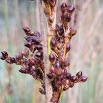 Juncus acutus Vrucht