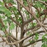 Pelargonium crispum 樹皮