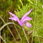 Arethusa bulbosa 花