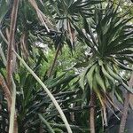 Dracaena arborea Hoja