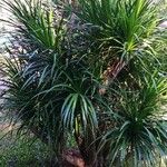 Dracaena cochinchinensis عادت