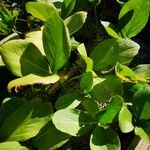 Menyanthes trifoliata Blatt