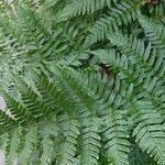 Dryopteris erythrosora 葉