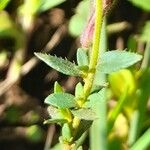 Cuphea glutinosa Leaf