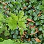 Ranunculus tuberosus Folha