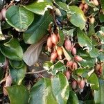 Elaeagnus macrophylla Fruit