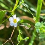 Linum catharticum പുഷ്പം