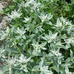 Euphorbia marginata Hábito