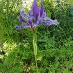 Iris douglasiana ফুল