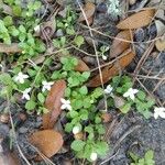 Houstonia micrantha Blomst