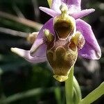 Ophrys scolopax Fiore
