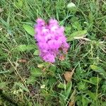 Anacamptis pyramidalisFlower