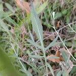 Centaurea stoebe Blad