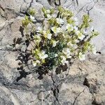 Saxifraga caesia Fula