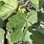 Hibiscus diversifolius Yaprak