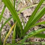 Carex pallescens Folha