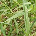 Phalaris arundinacea 葉