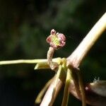 Centella asiatica Kvet