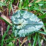 Cyclamen hederifolium Leaf