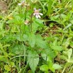 Cuphea racemosa Leaf