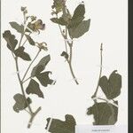 Vigna platyloba अन्य