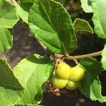 Grewia pachycalyx Fruit